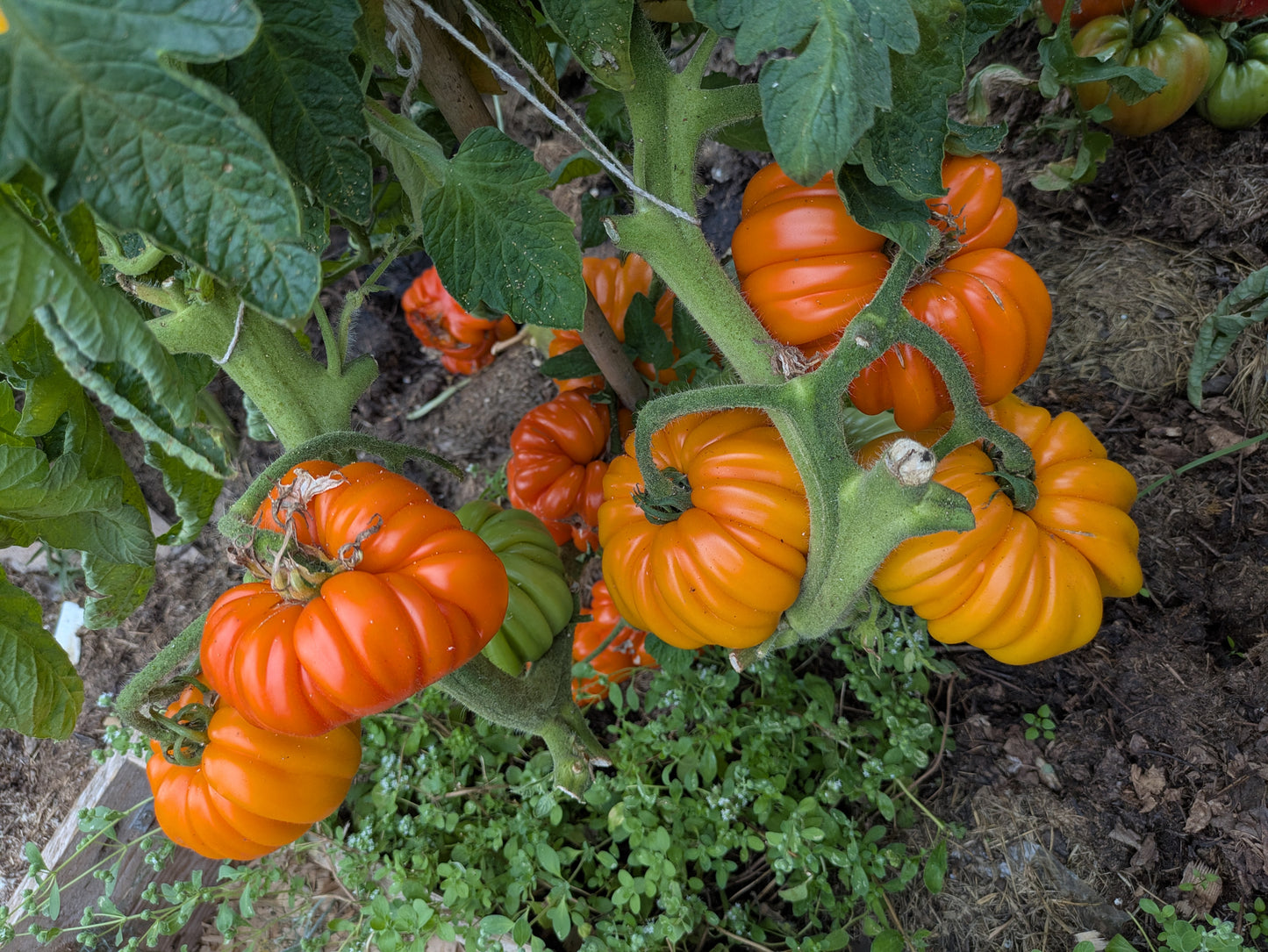 Beauty Lottringa Orange