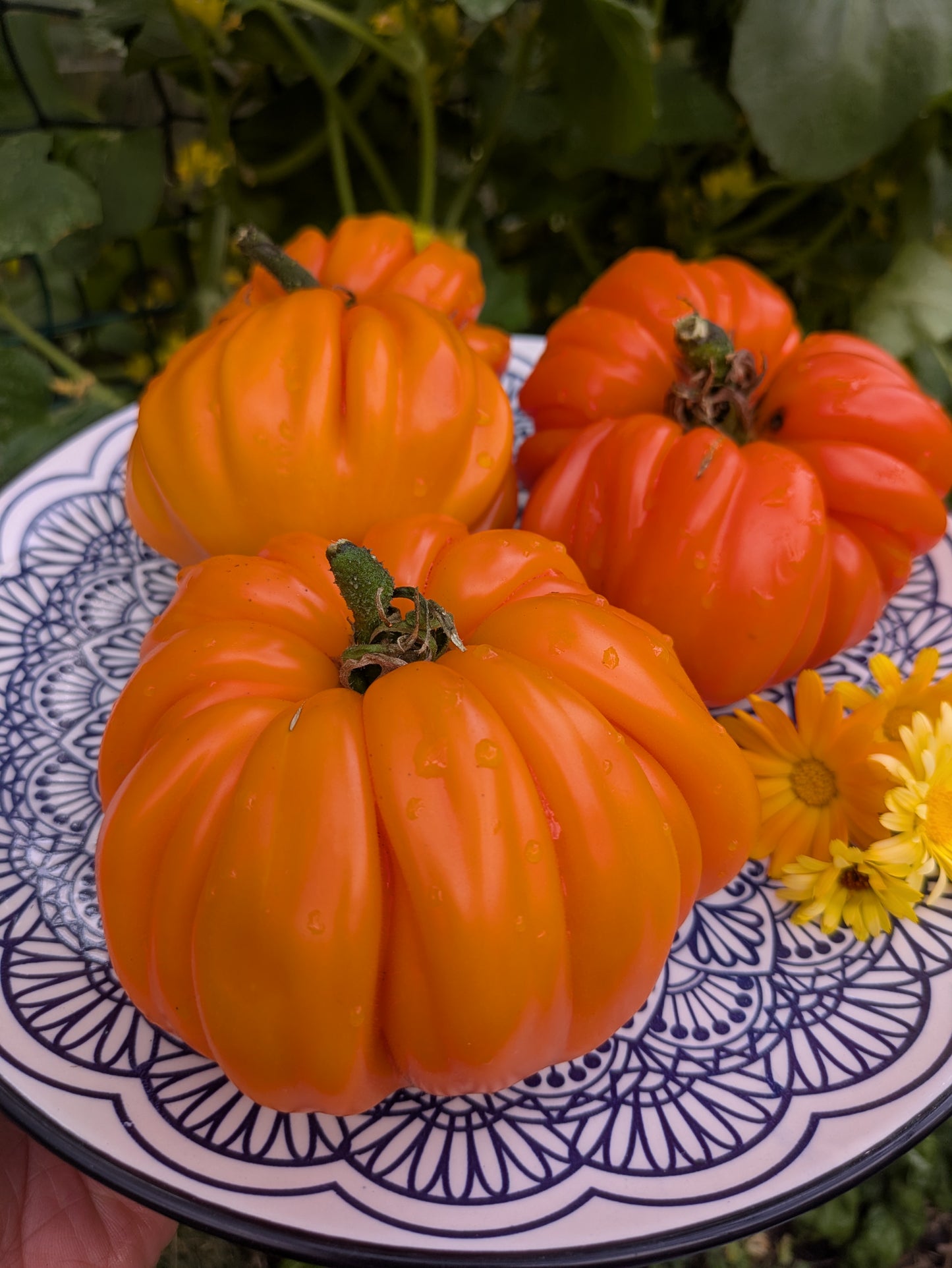 Beauty Lottringa Orange