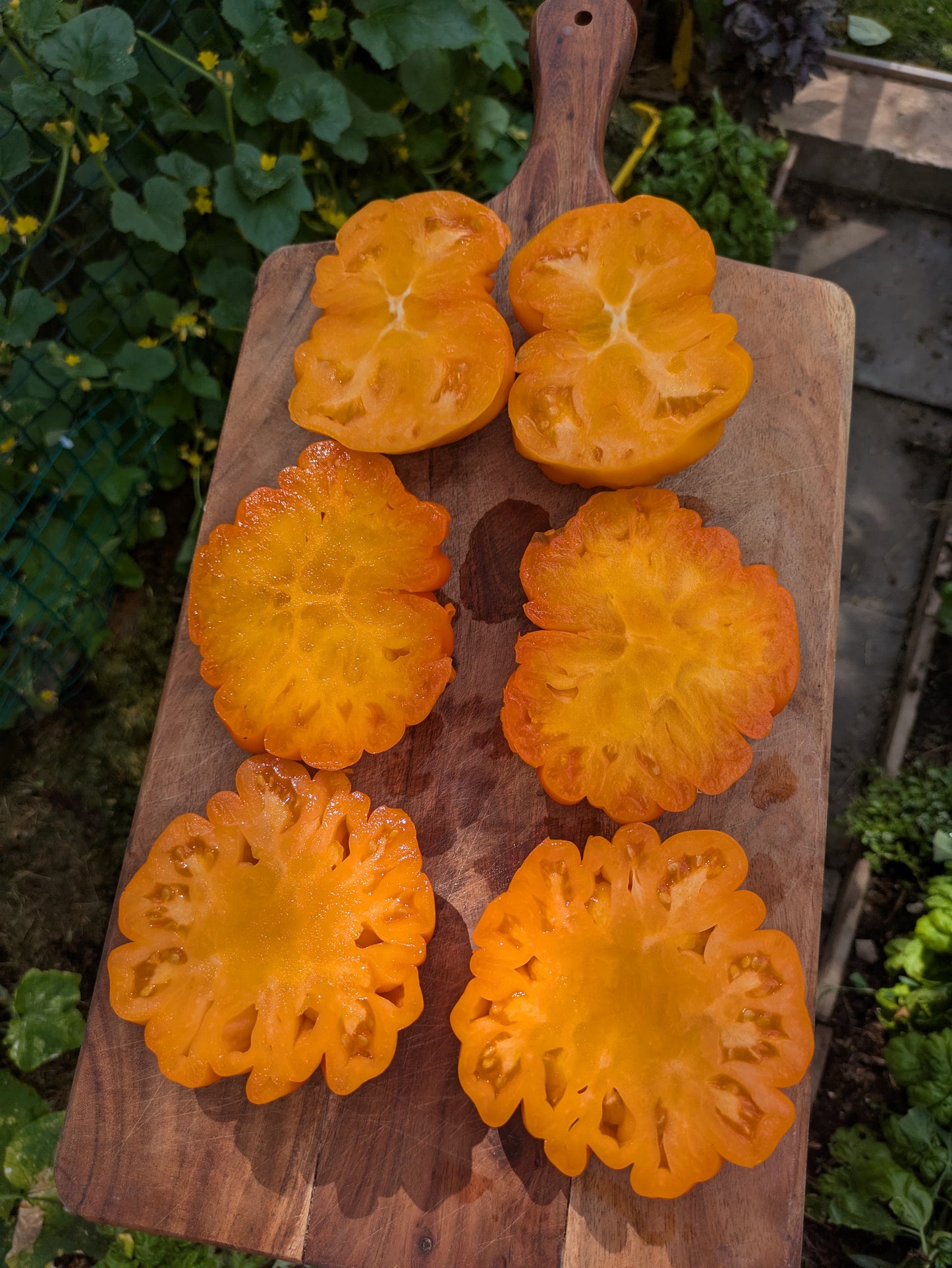 Beauty Lottringa Orange